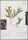 Foto von Salix alba L. x Salix fragilis L.